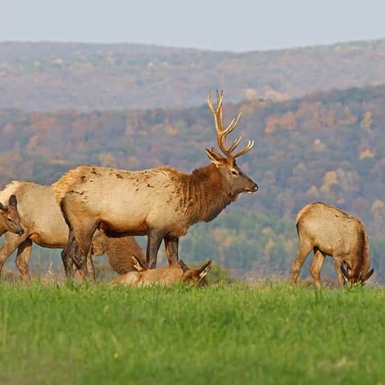 AugustElkatdaybreakinElkCountyPennsylvania WAPITI WOODS